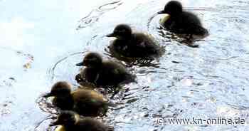 Entenfamilie im Keller: Polizei rettet Küken gleich zweimal