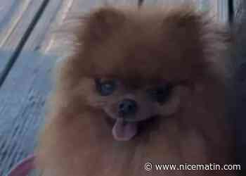 "Une vision d’horreur": sa chienne a été déchiquetée par un chien japonais lors d'une balade à Saint-Cyr, elle réclame justice