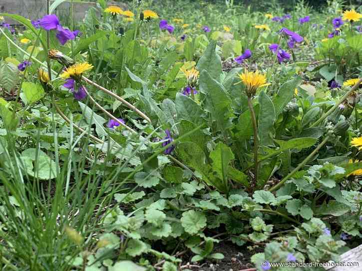 Not all Cornwall councillors buzzed about Now Mow May returning