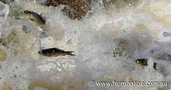 Calls for nationwide war to be declared in losing fight to stop carp spread