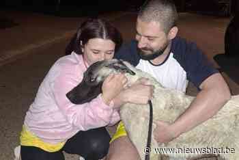 Na zwerftocht van twee weken is hond Kofte weer bij zijn baasjes: “Hij is een echte knuffelbeer”