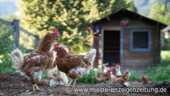 Video: Warum viele US-Amerikaner auf einmal Hühner halten
