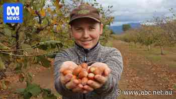 Nut farmers crack business woes with online success