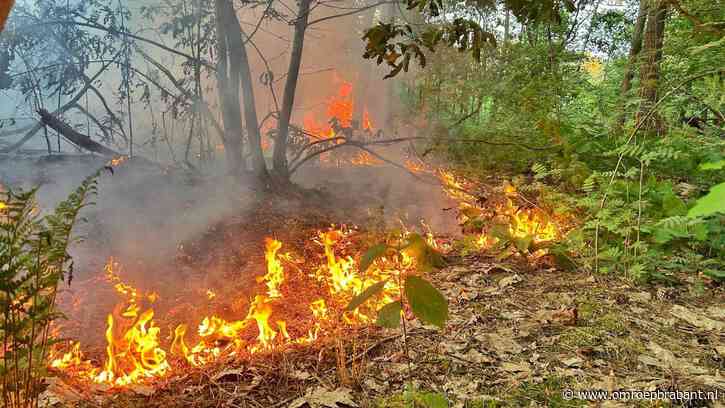 Vier natuurbranden in een avond, brandweer heeft er de handen vol aan