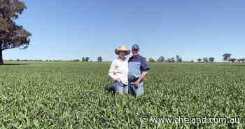 Waiting for the winter break: grain growers adapt to season's challenges