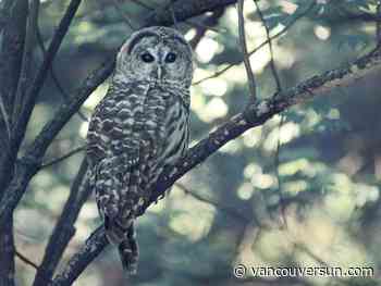 Nesting owls create a 'sensation' in Vancouver park: What to know