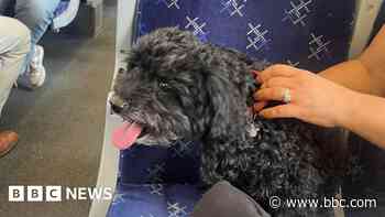 Escapee dog boards train alone and joins girls day out