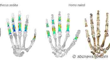 Early human ancestors used their hands to both climb trees and make tools, new study shows
