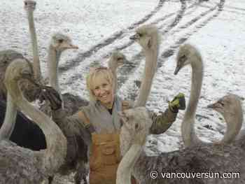 Supporters converging on B.C. ostrich farm to block cull of 400 birds