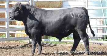 Same buyer snaps up the top two-priced bulls at annual yearling sale