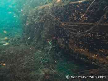 One old gillnet, piles of bones from dead sea creatures: B.C. group targets dangers of marine 'ghost gear'