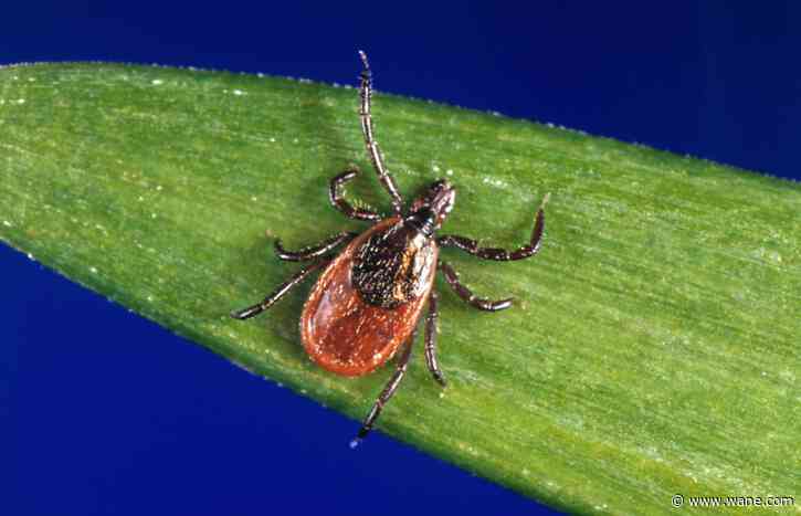 Tick season in Indiana: What to know