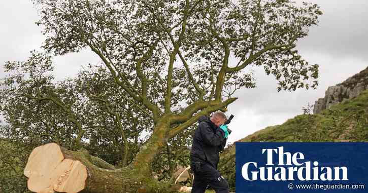 Sycamore Gap tree duo do not belong in prison | Letters