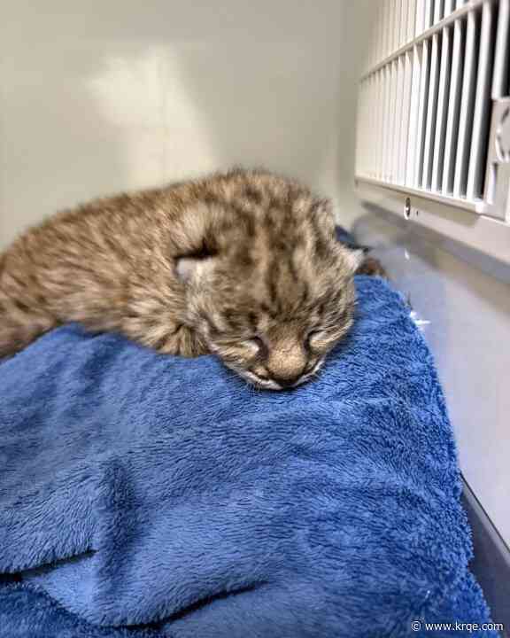 Rescued Bobcat kitten to be taken care of by New Mexico Wildlife Center