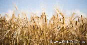 China buys up Australian and Canadiran wheat as drought poses threat to crops