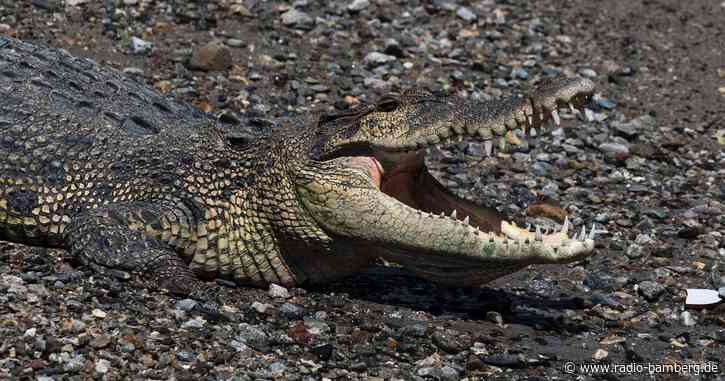 Krokodil tötet Schwimmer in Indonesien