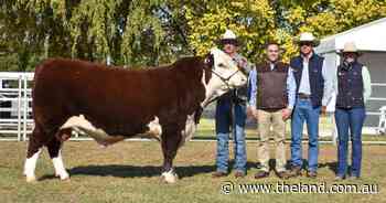 Uproar storms to the top of national Hereford sale thanks to Queensland buyer
