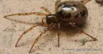 Spin met tandkaken opgedoken aan Nederlandse en Belgische kust