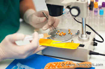 MP warns UK must not trade away gene editing progress for closer EU ties