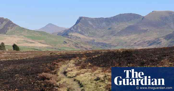 Country diary: A wildfire has killed off (nearly) everything wild | Eben Muse