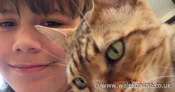 Cats keep disappearing from a Welsh town and devastated owners spot a pattern
