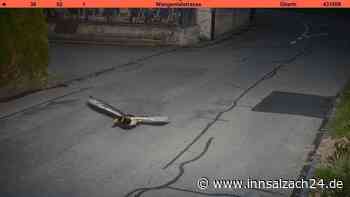 Rasante Ente rast in Radarfalle - gleicher Vorfall auf den Tag genau vor sieben Jahren