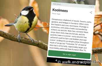 Vogels herkennen met je smartphone: zo gebruik je de Merlin Bird-app