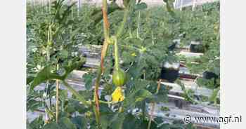 "We breiden ons areaal voor miniwatermeloen ieder jaar uit"