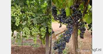 Veel uitdagingen voor Marokkaanse druiventelers