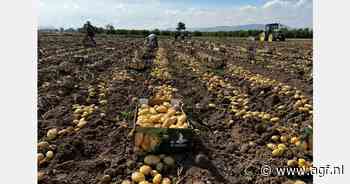 "Spaanse primeuraardappelen van goede kwaliteit, maar minder kilo's"