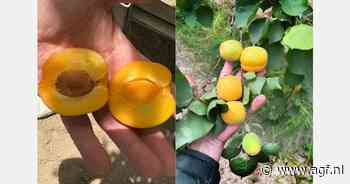 Zuid-Italië's abrikozenoogst begint met goede kwaliteit