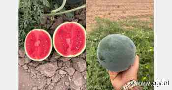 Goede marktvooruitzichten voor Italiaanse miniwatermeloenen