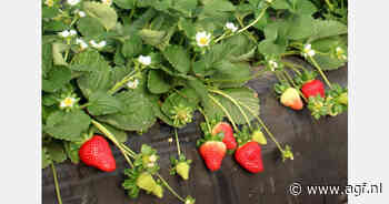 "Werkwijze Europese retail helpt afzet Marokkaans zachtfruit"