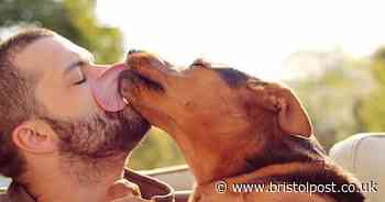 Vet explains reason dogs lick their owners' face and hands