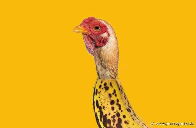 Die Welt tanzt "Chicken Banana"- und kann nicht mehr aufhören / TikTok liebt Hühnchen mit Banane - schon jetzt eines der TikTok-Phänomene des Jahres