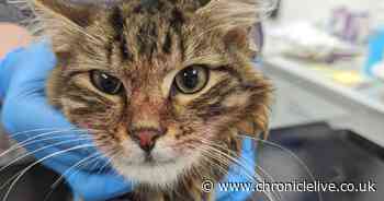 RSPCA release harrowing images after five dead animals found in Newcastle horror home