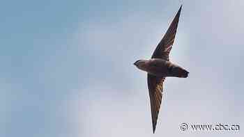 2 little birds may delay opening of Acadia University's new nursing building