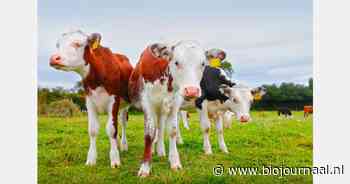 Nakomelingen uit vaarzen realiseren hogere levensproductie