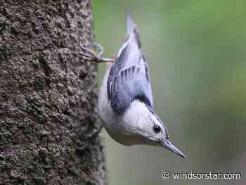 Birds, birds, birds — and bird lovers — flocking to Windsor-Essex