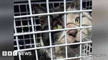 Cat found in bin rescued by tip workers