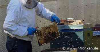 "Bienen-Notfall": Bamberger Feuerwehr eilt Imker zu Hilfe