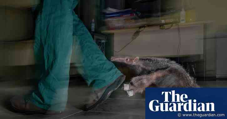 A seadragon and flushing worms: Environmental Photography award winners – in pictures