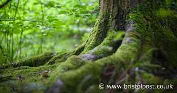 Man in 70s trapped under fallen tree for 12 hours