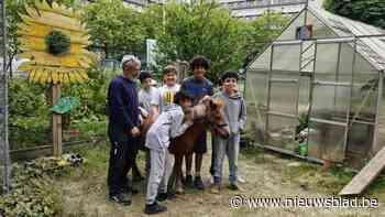 Leerlingen Tectum Kiel leren en genieten in eigen miniboerderij: “Pony Mie brengt rust”