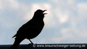 Vögel fallen tot vom Himmel – Behörden prüfen mysteriöse Fälle