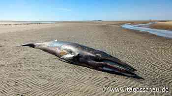 Nordsee: Erneut toter Wal auf Minsener Oog angespült