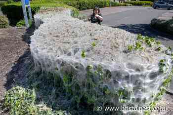Silver webs 'like scene from Stranger Things' explained by wildlife expert