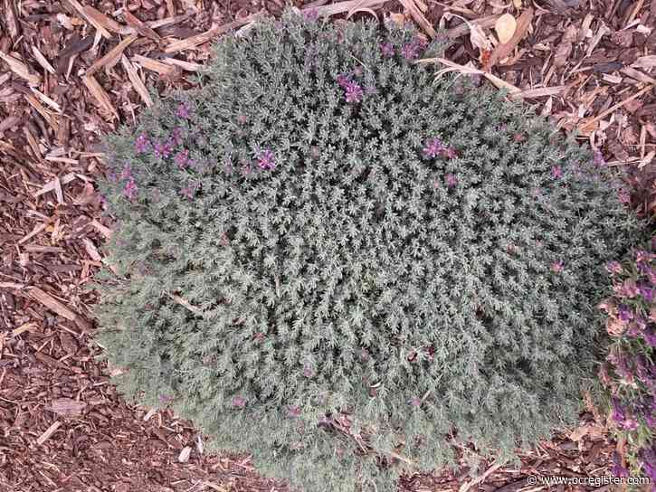 Check out a low-water herb to complement your drought-tolerant garden