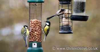 Gardeners urged to put this ordinary household food on bird tables