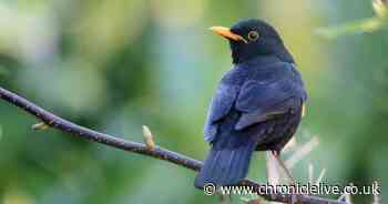 Warning issued to anyone with blackbirds in garden as households urged to act